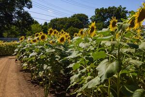 Sonnenblumen beim das Bauernhof sonnig Tag foto