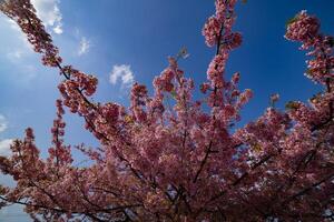 Kawazu Kirsche Blüten im voll blühen beim das Park foto