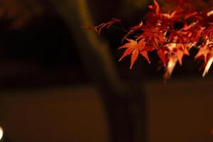 ein beleuchtet rot Blätter beim das traditionell Garten beim Nacht im Herbst schließen oben foto