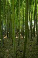 ein Grün Bambus Wald im Frühling sonnig Tag foto