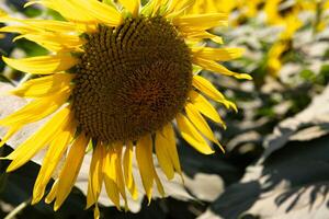 Sonnenblumen beim das Bauernhof sonnig Tag schließen oben foto