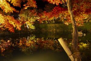 ein beleuchtet rot Blätter beim das traditionell Garten beim Nacht im Herbst breit Schuss foto