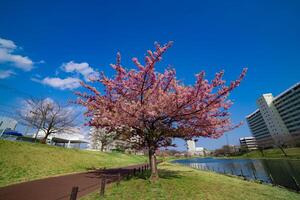 Kawazu Kirsche Blüten im voll blühen beim das Park breit Schuss foto