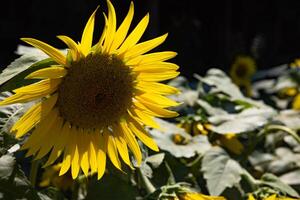 Sonnenblumen beim das Bauernhof sonnig Tag schließen oben foto