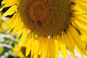 Sonnenblumen und Biene beim das Bauernhof sonnig Tag schließen oben foto