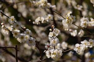 Pflaume Blume hinter das Blau Himmel sonnig Tag foto