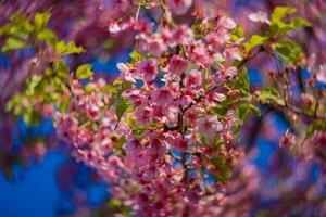 Kawazu Kirsche Blüten wirbelnd verwischen im Frühling Jahreszeit schließen oben foto