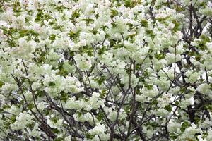 ukon Kirsche Blumen schwankend im das Wind wolkig Tag foto