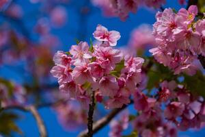 Kawazu Kirsche Blüten im voll blühen beim das Park schließen oben Handheld foto