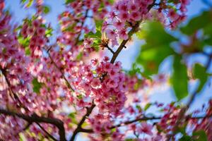 Kawazu Kirsche Blüten wirbelnd verwischen im Frühling Jahreszeit schließen oben foto