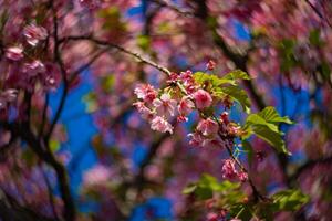 Kawazu Kirsche Blüten wirbelnd verwischen im Frühling Jahreszeit schließen oben foto