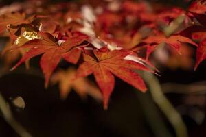 ein beleuchtet rot Blätter beim das traditionell Garten beim Nacht im Herbst schließen oben foto