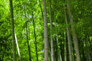 Grün Bambus Blätter im japanisch Wald im Frühling sonnig Tag foto