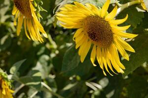 Sonnenblumen beim das Bauernhof sonnig Tag schließen oben foto