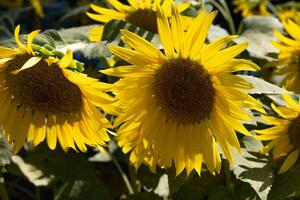 Sonnenblumen beim das Bauernhof sonnig Tag schließen oben foto