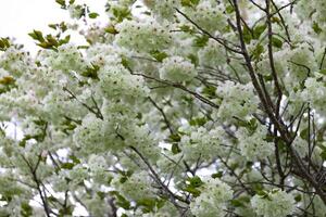 ukon Kirsche Blumen schwankend im das Wind wolkig Tag Tele Schuss foto