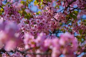 Kawazu Kirsche Blüten im voll blühen beim das Park schließen oben Handheld foto