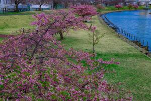 Kawazu Kirsche Blüten im voll blühen beim das Park breit Schuss foto