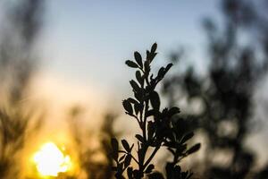 warm Sommer- Hintergrund von das Sonnenuntergang mit blühen Wermut foto