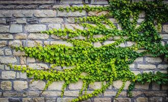 das Stein Mauer Textur ist bedeckt mit Efeu foto