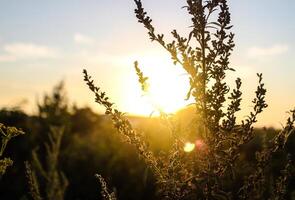 Sonnenuntergang warm Sommer- Hintergrund von das blühen Wermut foto