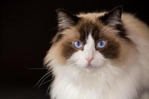 schön jung gesund Ragdoll Katze auf ein schwarz Hintergrund. foto