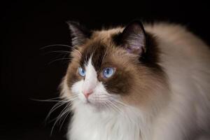 schön jung gesund Ragdoll Katze auf ein schwarz Hintergrund. foto