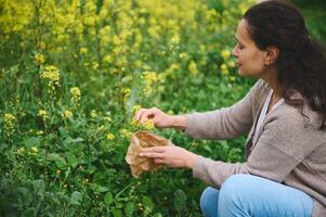 weiblich Kräuterkundler, Botaniker Apotheker pflücken organisch medizinisch Kräuter und Blumen zum trocknen, Herstellung Heilung Kräuter- Tee foto