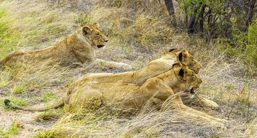 Löwen bei Safari im Mpumalanga-Krüger-Nationalpark in Südafrika.