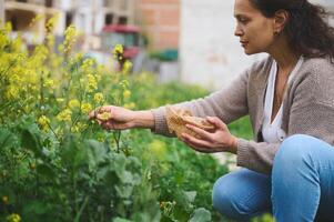 Phytotherapie, Naturheilkunde, Aromatherapie, Kräuter- Alternative Medizin Konzept. weiblich Kräuterkenner Sammeln Heilung Kräuter foto