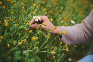 Nahansicht Hände von weiblich Botaniker Apotheker Kräuterkenner sammelt Kamille Blumen im das ökologisch freundlich Wiese foto