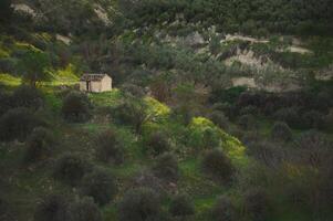 ein Landschaft ländlich Haus, ein Bauernhaus im das Olive Hain Senke im Berge im das Provinz von jaen im Spanien beim Sonnenuntergang foto