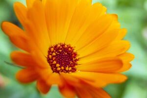 Nahansicht Aussicht von ein schön Sommer- Blume im Sanft Sonnenlicht. Orange Blume von Ringelblume officinalis. foto