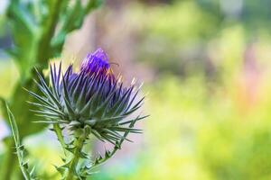 wildwachsend Distel auf Grün verschwommen Hintergrund. Onopordum Akanthium foto