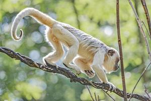 Porträt eines lustigen erwachsenen männlichen brasilianischen amazonischen Kapuzineraffen, der sich in einem Lianenbaum versteckt, Nahaufnahme, Details... foto