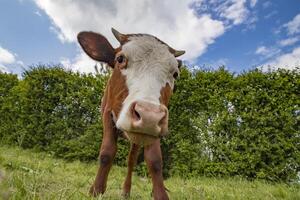 ein jung braun Kalb, Kuh, suchen beim das Kamera foto