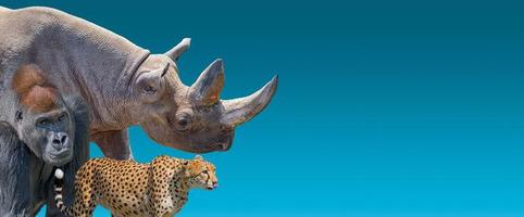 Banner mit den am stärksten gefährdeten Wildtieren in Afrika, Nashörnern, Geparden und Gorillas auf blauem Hintergrund mit Farbverlauf mit Kopienraum für Text, Nahaufnahme, Details.. foto
