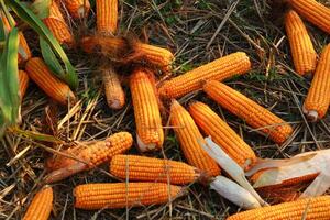 reif Mais auf das Cob Lügen auf das Boden im das Feld foto