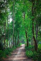 Weg im das Wald mit Grün Bäume auf beide Seiten, Bangladesch foto