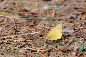 ein Western Schwefel Schmetterling ruht auf das Boden im Süd- Texas foto