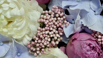 Blumen- natürlich Hintergrund mit Blau Gardenie, Rosa Rose, Weiß Chrysantheme Nahansicht foto