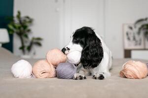 bezaubernd Spaniel Hündchen unterhalten durch Wolle Bälle auf gemütlich Bett foto