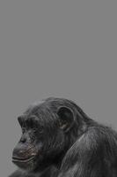 Deckblatt mit einem Porträt eines glücklich lächelnden Schimpansen, Nahaufnahme, Details mit Kopienraum und festem Hintergrund. Konzept Biodiversität, Tierpflege, Tierschutz und Artenschutz. foto