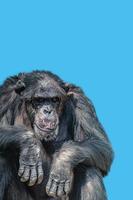 Titelseite mit einem Porträt eines müden alten Schimpansen auf festem Hintergrund des blauen Himmels mit Kopierraum. Konzept Tiervielfalt, Pflege und Artenschutz. foto