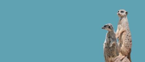 Banner mit ein paar verspielten und neugierigen suricates, die hoch auf der Uhr stehen, Nahaufnahme, Details. solider hintergrund mit kopienraum. Konzept Neugier, Aufmerksamkeit, Engagement. foto