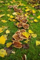 Pilze bedeckt mit gefallenem Herbstlaub auf grünem Gras im Stadtpark, Nahaufnahme, Details.