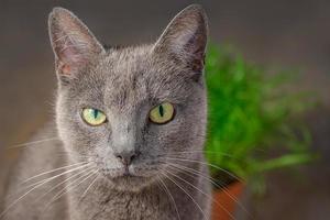 Porträt der inländischen blauen russischen weiblichen Katze mit türkisfarbenen undurchsichtigen Augen und grünem Katzengras in einem Topf als Hintergrund. foto