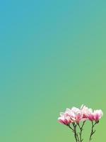 Postkarte mit blühenden Blumen des chinesischen Magnolienbaums im zeitigen Frühjahr auf grünem und blauem Hintergrund mit Farbverlauf und Platz für Text, Details, Nahaufnahme