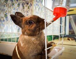 ein Bild von meine Haustier Hase Hase haben ein trinken von Wasser. foto