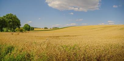 Panoramablick über die wunderschöne Landschaft mit goldenem Weizenfeld und blauem Himmel mit Wolken. foto